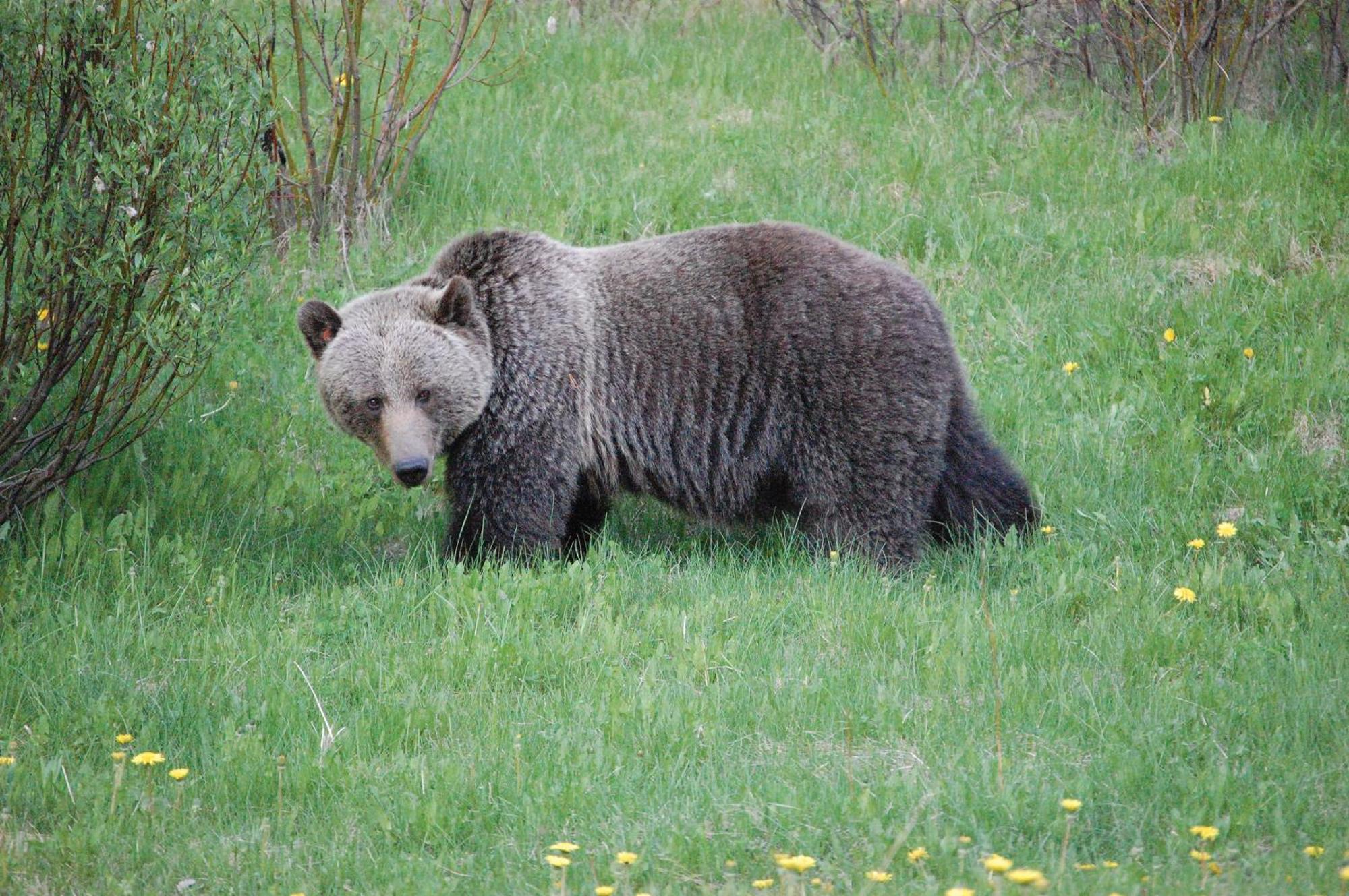 A Bear And Bison Country Inn Canmore Exterior foto
